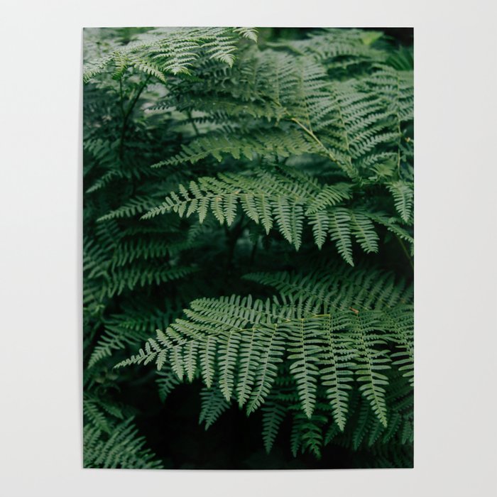 Ferns VII Poster Gallery Image 4