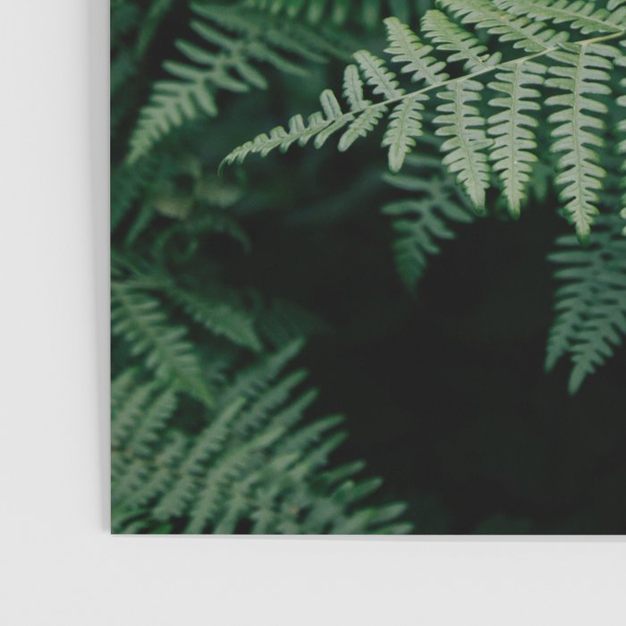 Ferns VII Poster Gallery Image 3