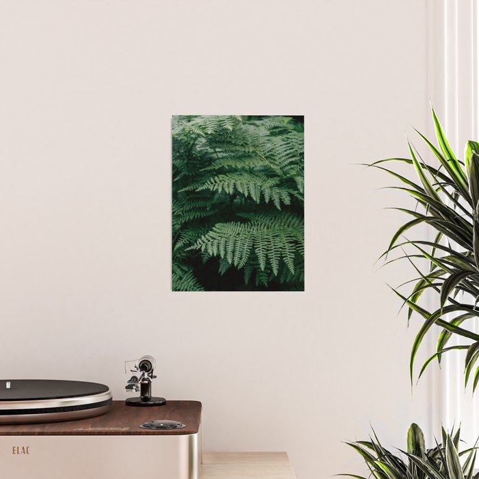 Ferns VII Poster Gallery Image 2