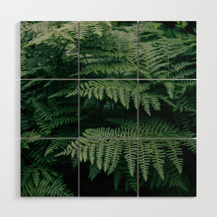 Ferns VII Wood Wall Art Gallery Image 1