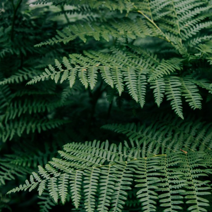 Ferns VII Coffee Mug Gallery Image 2