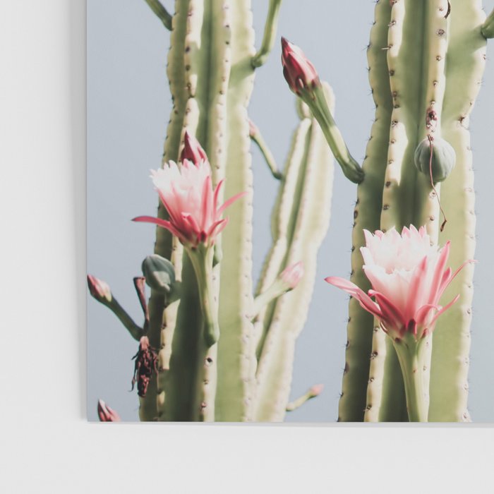 Cereus Cactus Blush - Desert Cactus - Pink Flowers - Travel Nature photography by Ingrid Beddoes Poster Gallery Image 3