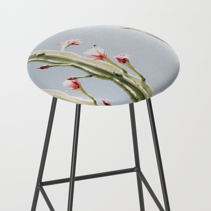 Cereus Cactus Blush - Desert Cactus - Pink Flowers - Travel Nature photography by Ingrid Beddoes Stool Gallery Image 2