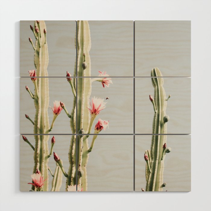 Cereus Cactus Blush - Desert Cactus - Pink Flowers - Travel Nature photography by Ingrid Beddoes Wood Wall Art Gallery Image 1