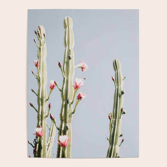 Cereus Cactus Blush - Desert Cactus - Pink Flowers - Travel Nature photography by Ingrid Beddoes Poster Gallery Image 4