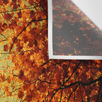 We Are Starlight, We Are Golden Wall Tapestry Gallery Image 3