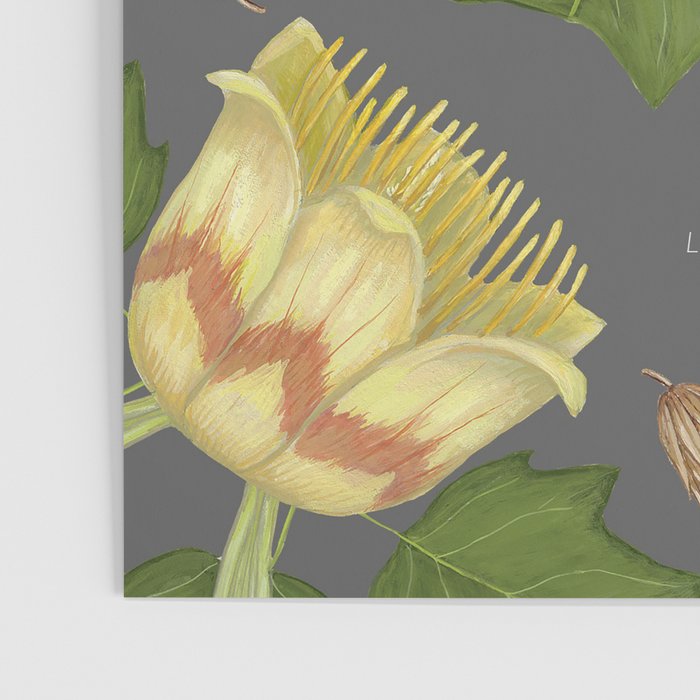 Tulip Tree Poster Gallery Image 3