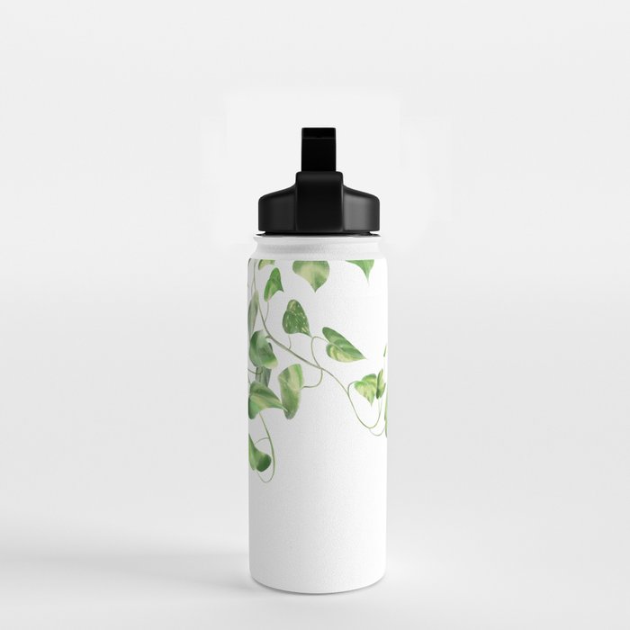 Golden Pothos - Ivy Water Bottle Gallery Image 2
