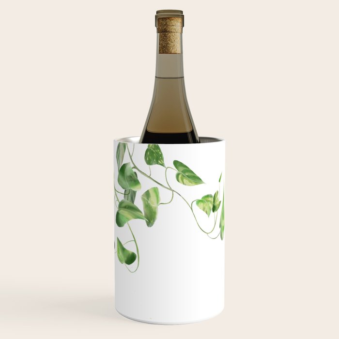 Golden Pothos - Ivy Wine Chiller Gallery Image 3