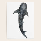 Whale shark for divers, shark lovers and fishermen Poster Gallery Image 4