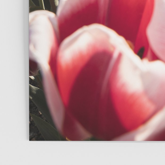 Tulip Field In Holland Floral Photo | Europe Travel Photography Red Flowers Spring Art Print Poster Gallery Image 3
