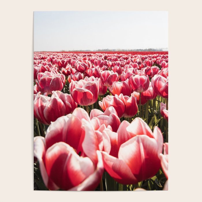 Tulip Field In Holland Floral Photo | Europe Travel Photography Red Flowers Spring Art Print Poster Gallery Image 1