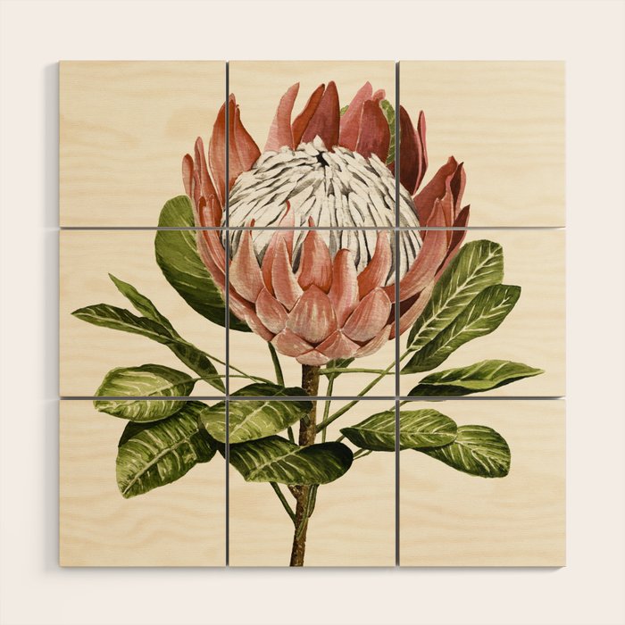 protea plant #watercolor Wood Wall Art Gallery Image 1