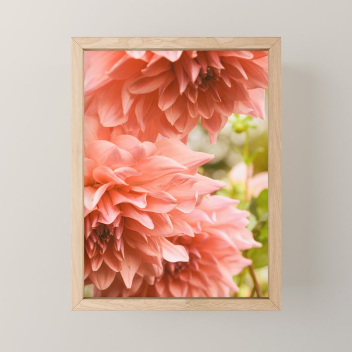 Collaboration  Modern Botanical Dahlia Flower Photograph -pink terracotta floral Mini Art Print Gallery Image 1
