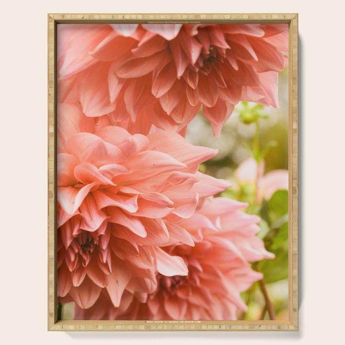 Collaboration  Modern Botanical Dahlia Flower Photograph -pink terracotta floral Serving Tray Gallery Image 1