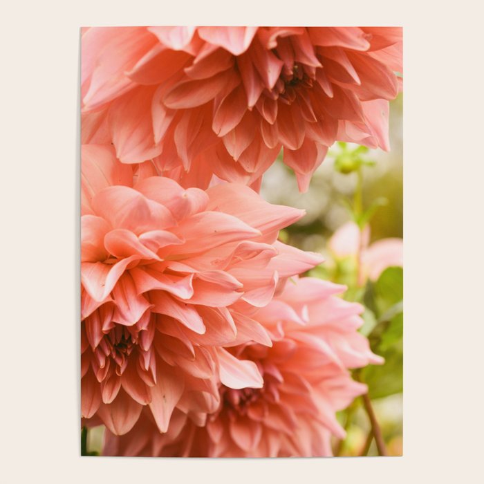 Collaboration  Modern Botanical Dahlia Flower Photograph -pink terracotta floral Poster Gallery Image 4