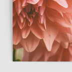 Collaboration  Modern Botanical Dahlia Flower Photograph -pink terracotta floral Poster Gallery Image 3