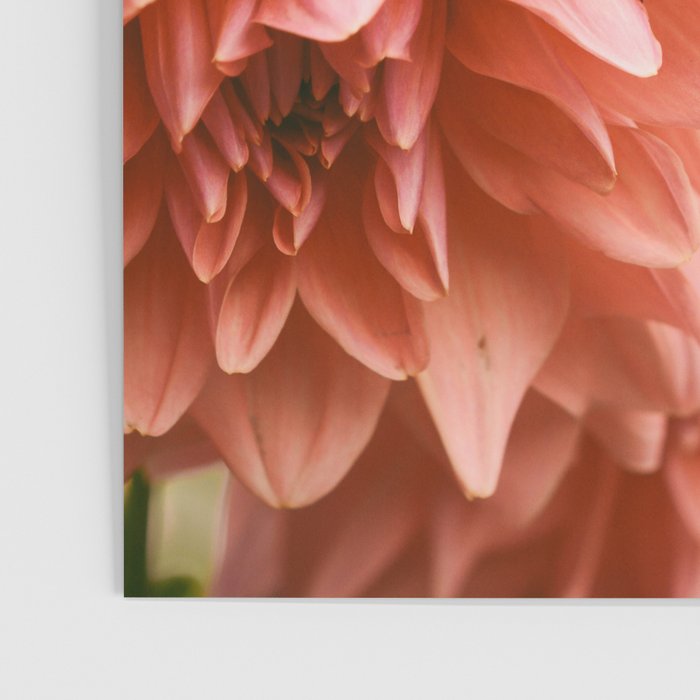 Collaboration  Modern Botanical Dahlia Flower Photograph -pink terracotta floral Poster Gallery Image 3