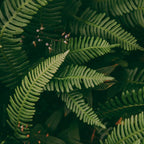 Ferns X Coffee Mug Gallery Image 2