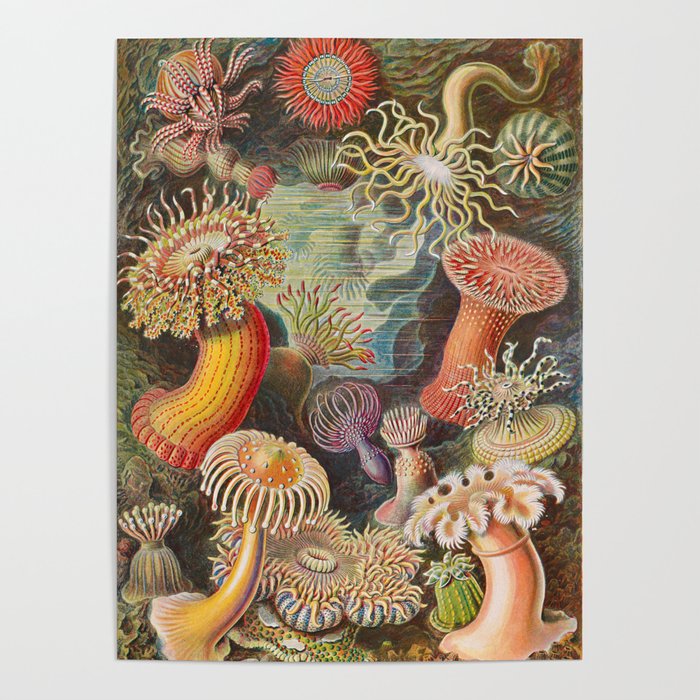 Ernst Haeckel Sea Anemones Vintage Illustration Poster Gallery Image 4
