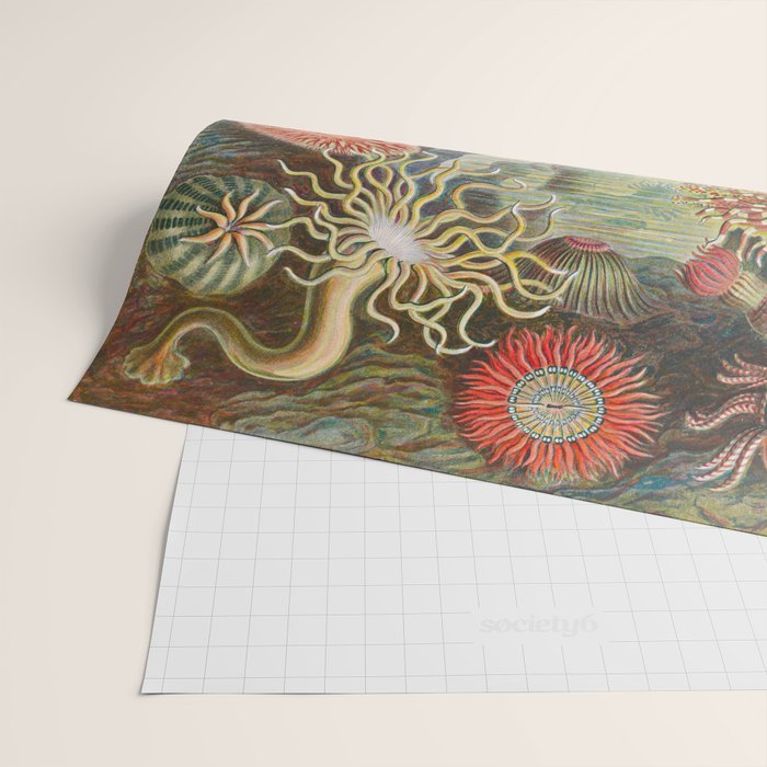 Ernst Haeckel Sea Anemones Vintage Illustration Wrapping Paper Gallery Image 2