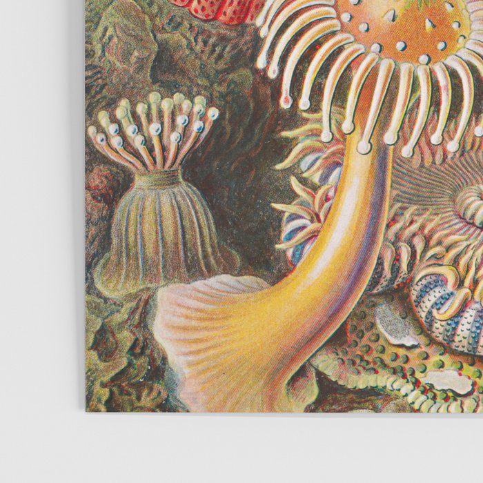 Ernst Haeckel Sea Anemones Vintage Illustration Poster Gallery Image 3