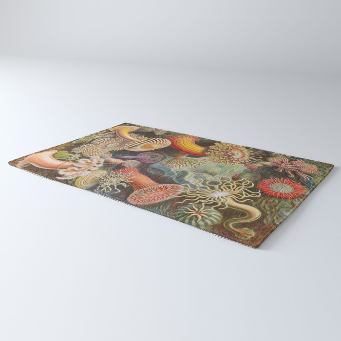 Ernst Haeckel Sea Anemones Vintage Illustration Rug Gallery Image 3