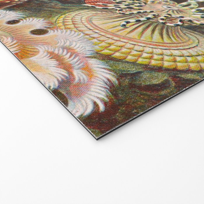 Ernst Haeckel Sea Anemones Vintage Illustration Welcome Mat Gallery Image 2