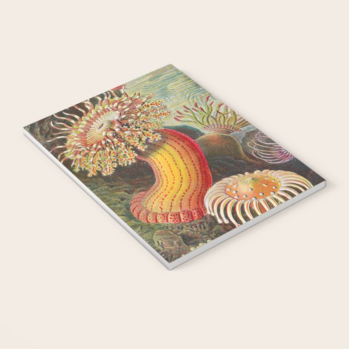 Ernst Haeckel Sea Anemones Vintage Illustration Notebook Gallery Image 3