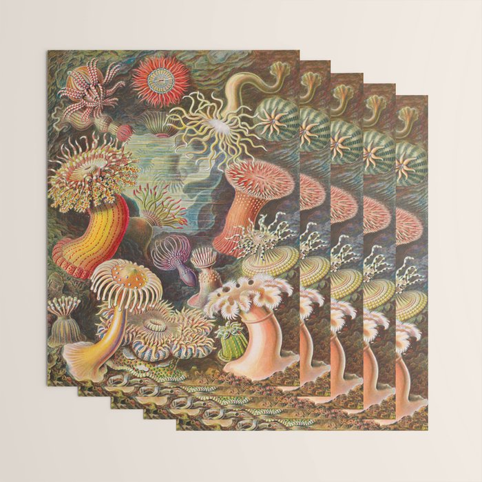 Ernst Haeckel Sea Anemones Vintage Illustration Wrapping Paper Gallery Image 3