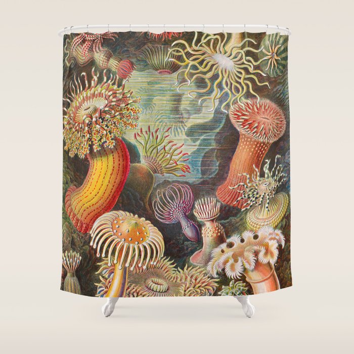 Ernst Haeckel Sea Anemones Vintage Illustration Shower Curtain Gallery Image 1
