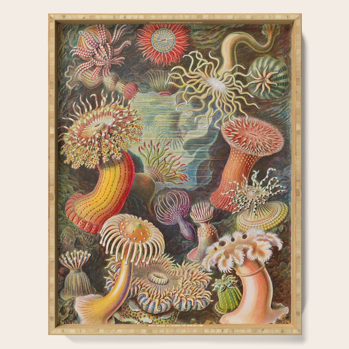 Ernst Haeckel Sea Anemones Vintage Illustration Serving Tray Gallery Image 1