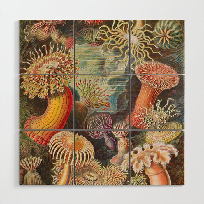 Ernst Haeckel Sea Anemones Vintage Illustration Wood Wall Art Gallery Image 1