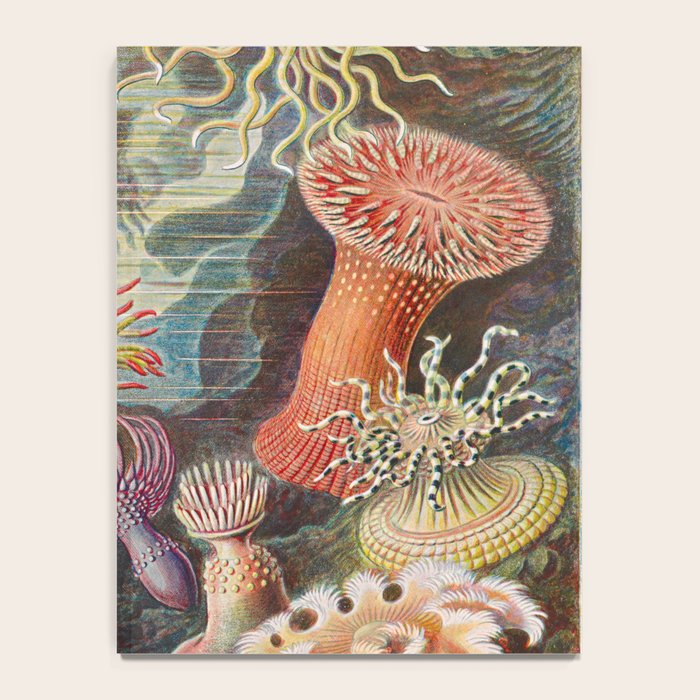 Ernst Haeckel Sea Anemones Vintage Illustration Notebook Gallery Image 4