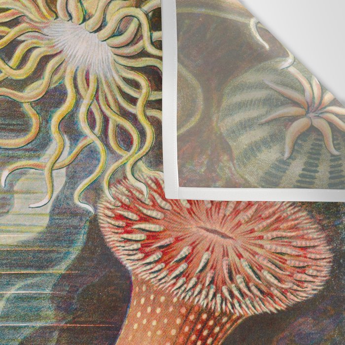 Ernst Haeckel Sea Anemones Vintage Illustration Wall Tapestry Gallery Image 3