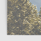 Forest Sunrise - Nature Photography Poster Gallery Image 3