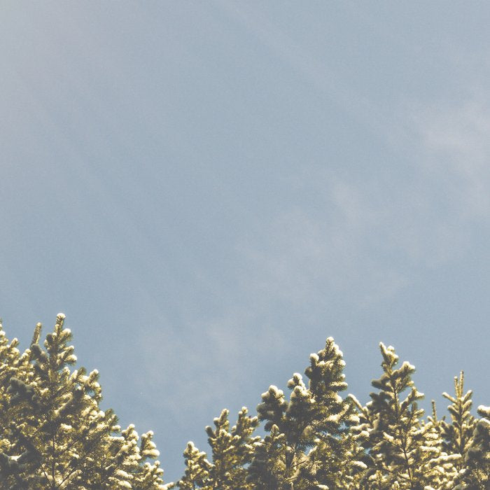 Forest Sunrise - Nature Photography Coffee Mug Gallery Image 2