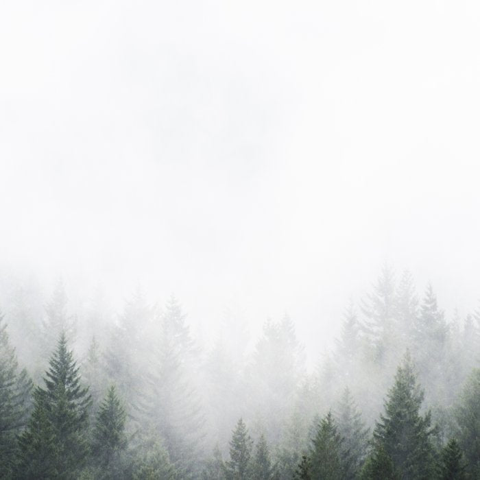 PNW Forest Mountain Adventure IV  Coffee Mug Gallery Image 2