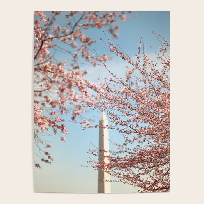 Washington DC Cherry Blossoms Poster Gallery Image 4