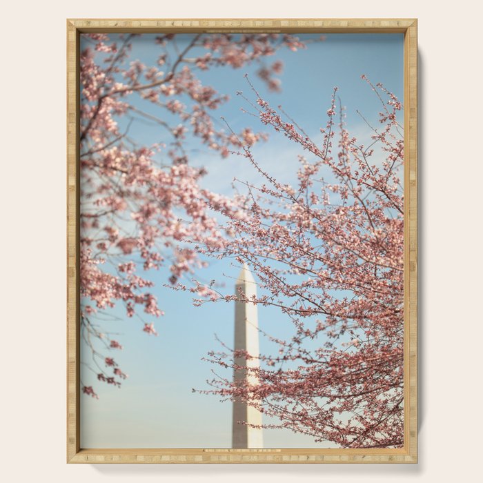 Washington DC Cherry Blossoms Serving Tray Gallery Image 1