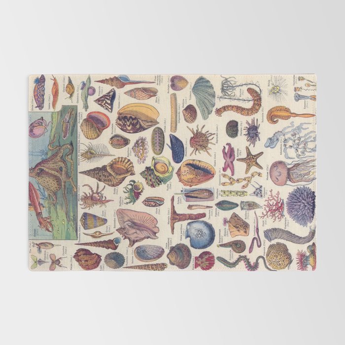 Adolphe Millot Mollusques Larousse Vintage Scientific Encyclopedia Illustration Lithograph Ocean  Rug Gallery Image 2