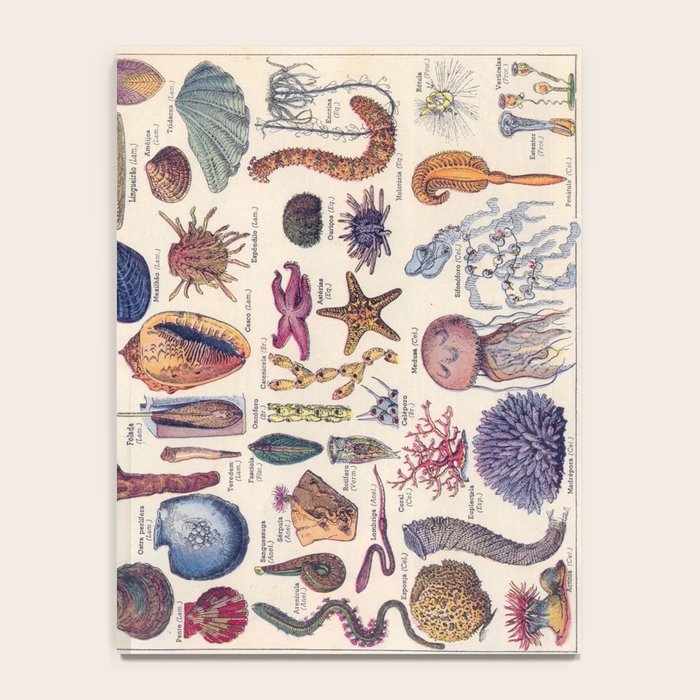 Adolphe Millot Mollusques Larousse Vintage Scientific Encyclopedia Illustration Lithograph Ocean  Notebook Gallery Image 4