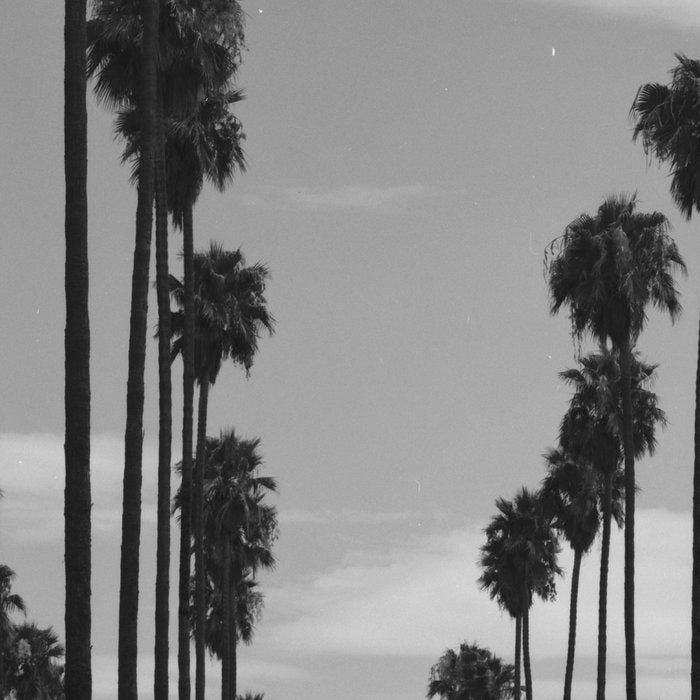 Vintage Black & White California Palm Trees Photo Coffee Mug Gallery Image 2
