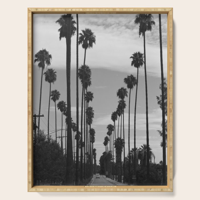 Vintage Black & White California Palm Trees Photo Serving Tray Gallery Image 1
