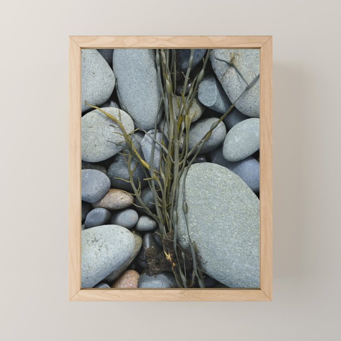 beach pebbles and seaweed - ocean art nature photograph maine Mini Art Print Gallery Image 1