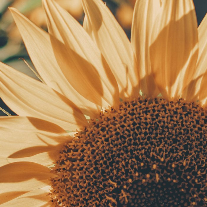 Happy Sunflower Field Coffee Mug Gallery Image 2