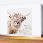 HIGHLAND CATTLE LULU Wall Mural Gallery Image 2