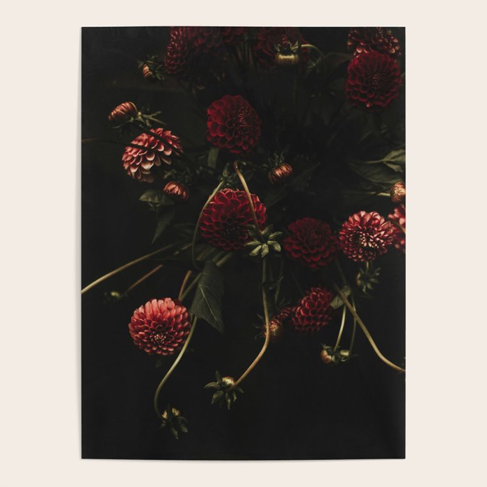 Flower Photography - Red Flowers - Dahlias - Elegant Dark Dramatic Floral print Poster Gallery Image 1