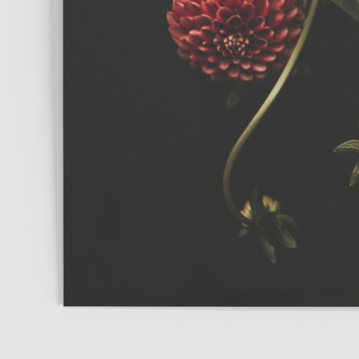 Flower Photography - Red Flowers - Dahlias - Elegant Dark Dramatic Floral print Poster Gallery Image 3