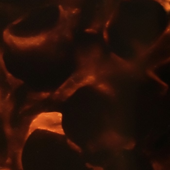 Tortoiseshell Abstract Dark Elegant Animal Print Coffee Mug Gallery Image 2